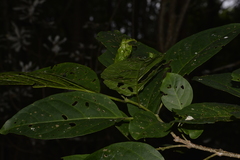 Clerodendrum floribundum