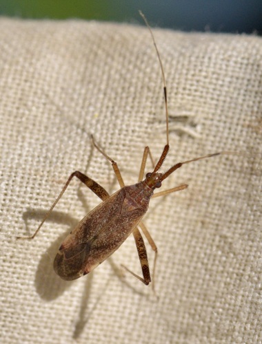 Phytocoris lasiomerus
