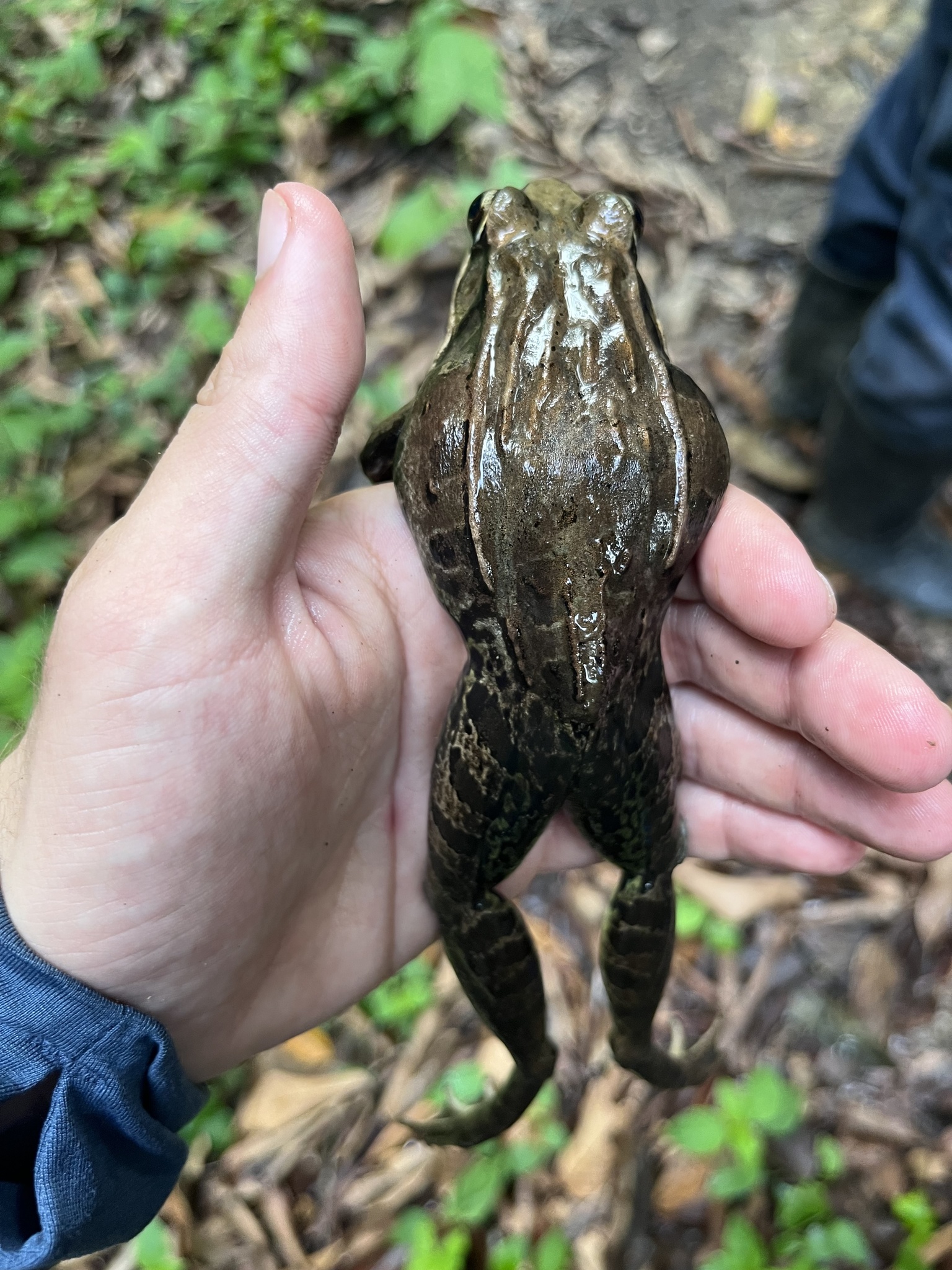 Julian's Frog photo 7