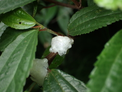 Okiscarta uchidae