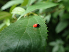 Okiscarta uchidae