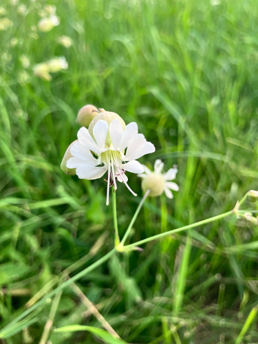 bladder campion