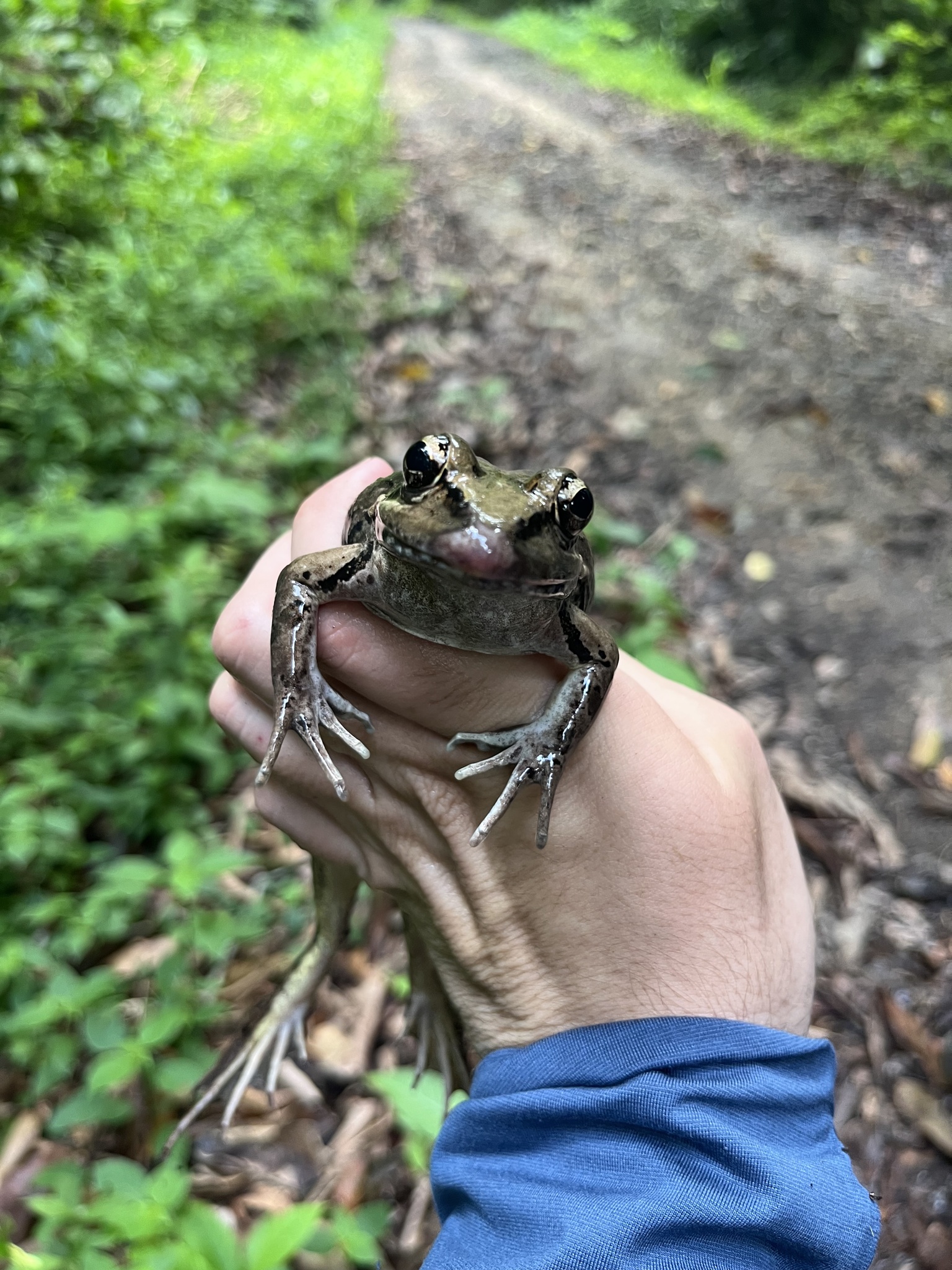 Julian's Frog photo 8