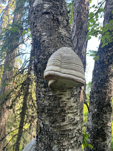 Hoof Fungus