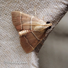 Stemmatophora flavicaput