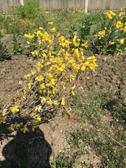 Brassica oleracea gemmifera