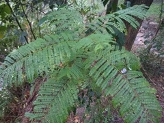 Jacaranda mimosifolia