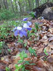Phlox divaricata divaricata
