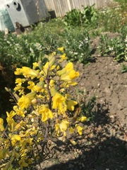 Brassica oleracea gemmifera