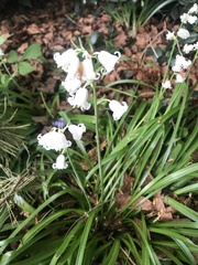 Hyacinthoides × massartiana