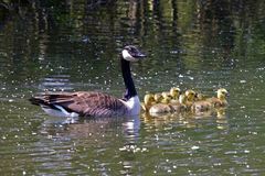 Branta canadensis