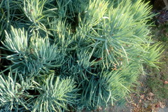 Magnoliopsida