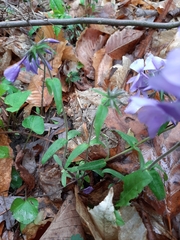 Phlox divaricata divaricata