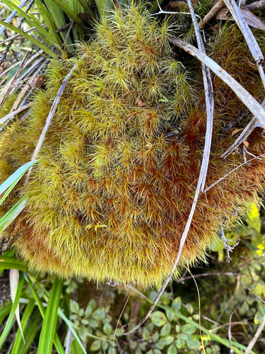 Dicranoloma robustum observed 2026-07-11