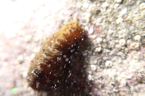 Holothuria difficilis observed 2026-07-04