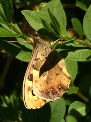 Pararge aegeria