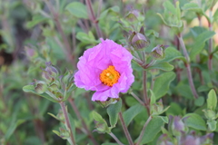 Cistus creticus eriocephalus