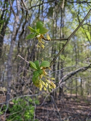 Dirca palustris