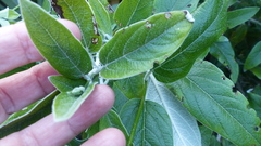 Salvia discolor