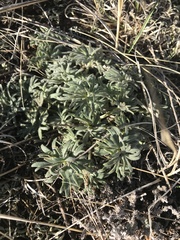 Krascheninnikovia lanata