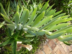 Senecio cylindricus