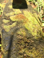 Bryophyta