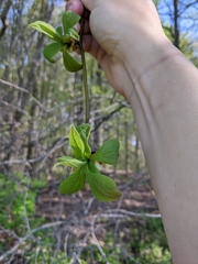 Dirca palustris