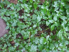 Angiospermae