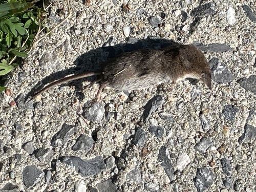 Masked Shrew observed by xoabird
