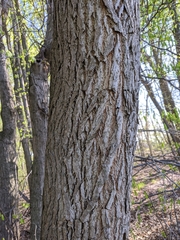 Dirca palustris