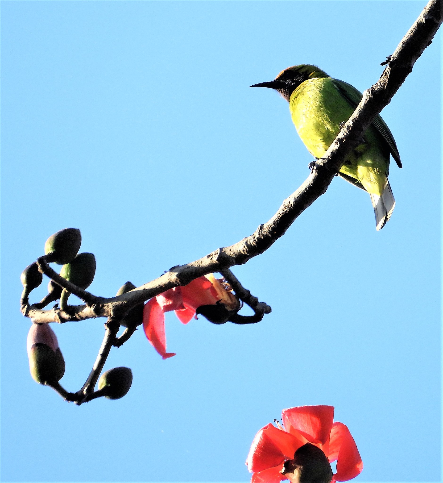 Golden-fronted Leafbird (Chloropsis aurifrons) · iNaturalist