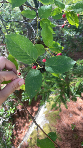 serviceberries