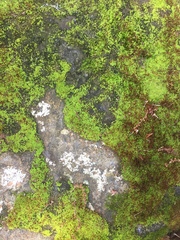 Bryophyta