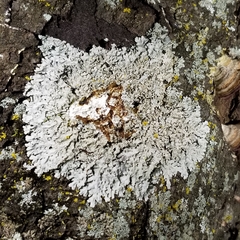 Heterodermia albicans