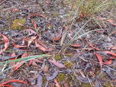 Lomandra multiflora dura
