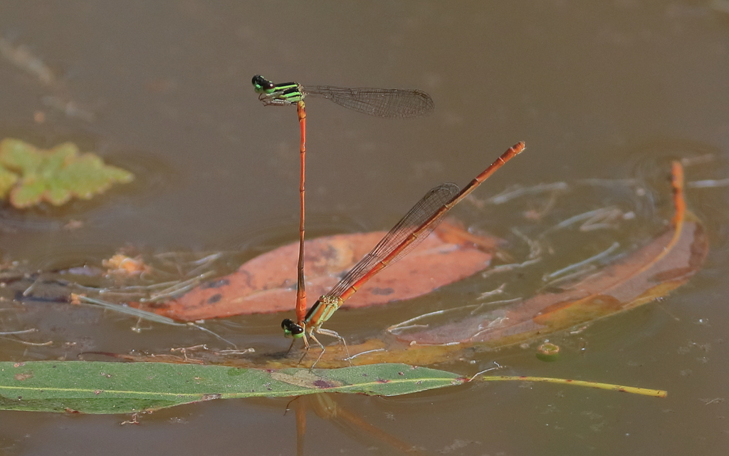Shadefly Red-tipped Shadefly from Gibberagee NSW 2469, Australia on November 4 ...