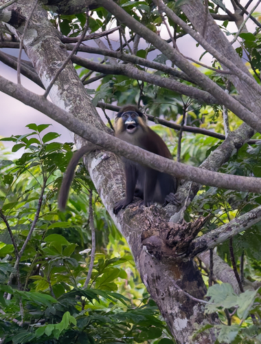 Grey-tailed Moustached Monkey