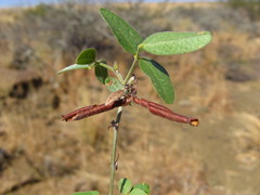 Rhynchosia totta rigidula