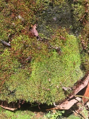 Bryophyta