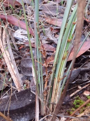 Lomandra multiflora dura