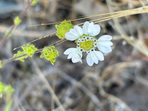 iNaturalist observation photo of Hayfield Tarweed