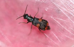 Anthocomus fasciatus