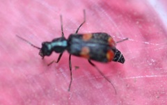 Anthocomus fasciatus
