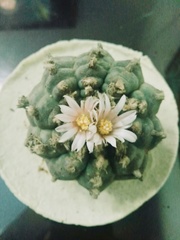 Lophophora