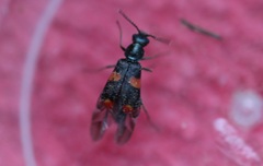 Anthocomus fasciatus