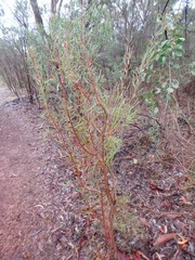 Hakea carinata