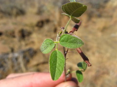 Rhynchosia totta rigidula