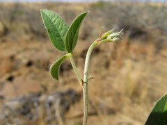 Rhynchosia totta rigidula