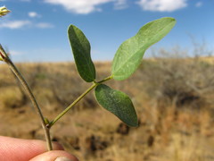 Rhynchosia totta rigidula