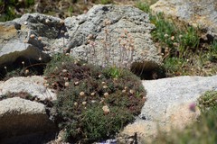 Armeria pubigera